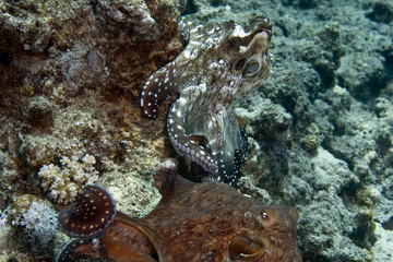 reef octopus (octopus cyaneus)