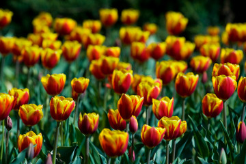 Fototapeta premium Tulips