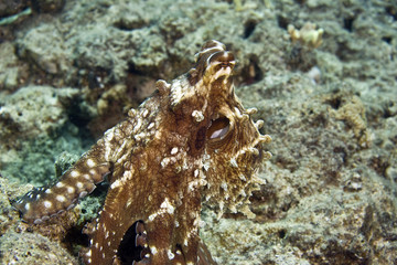 reef octopus (octopus cyaneus)