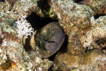 yellowmargin moray (gymnothorax flavimarginattus)
