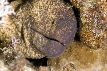 yellowmargin moray (gymnothorax flavimarginattus)