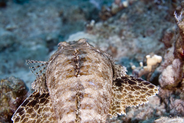 indean ocean crocodilefish (papilloculiceps longiceps)