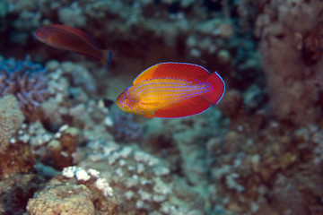 Fototapeta na wymiar morze czerwone flasher wrasse (paracheilinus octotaenia)