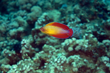 Fototapeta na wymiar red sea flasher wrasse (paracheilinus octotaenia)