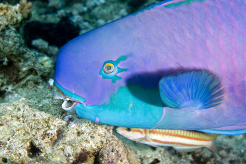 Fototapeta na wymiar parrotfish