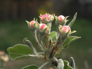 Buds of flowers of pear.