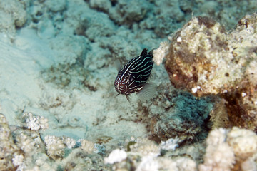 sixstriped soapfish (grammistes sexlineatus)