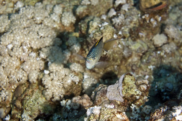 zebra angelfish fem. (genicanthus caudovittattus)