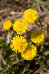 coltsfoot