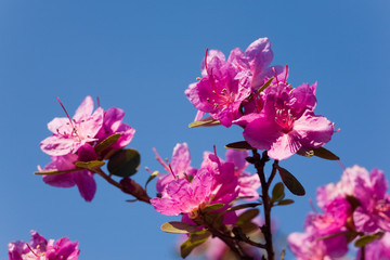 Fototapeta premium rhododendron ledebourii