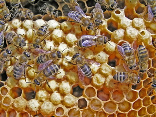 Reproduction of bees.