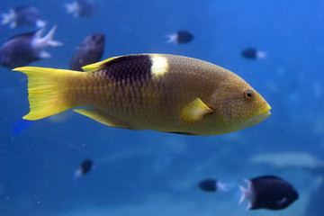 Parfish