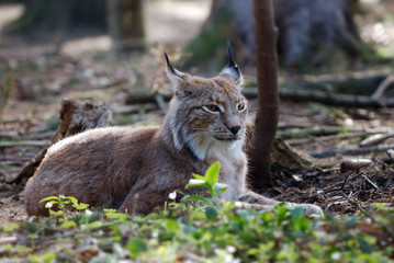 Luchs