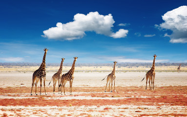 Herd of giraffes - obrazy, fototapety, plakaty