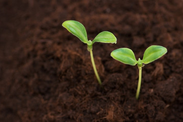 Two green seedlings growing out of soil