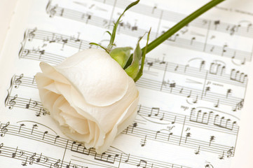 White rose on the musical notes page