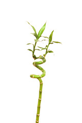 Bamboo branches isolated on the white background