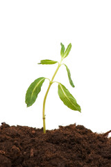 Green seedling isolated on the white background