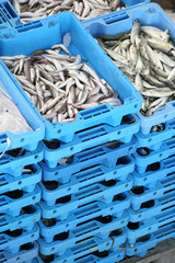 frischer Fisch