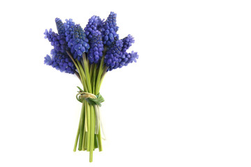Bunch of grape hyacinths
