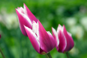 Obraz na płótnie Canvas The tulips