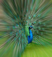 peacock colour explosion