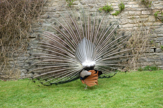 Fototapeta peacock rear view