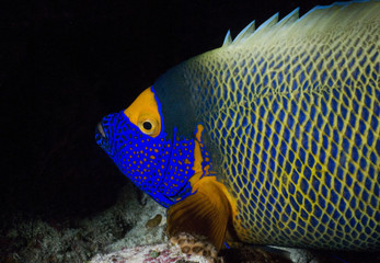 kaiserfisch