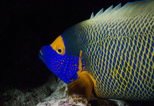 kaiserfisch