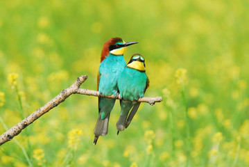 pareja de abejarucos