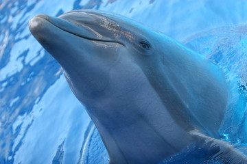 OCEAN FANTASY
