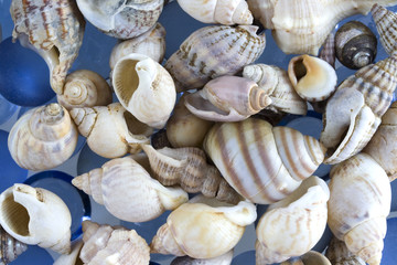Conchiglie sul fondo