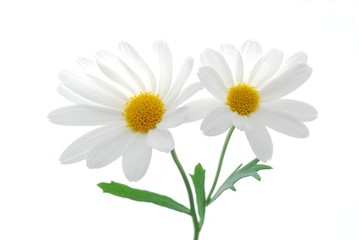 beautiful white spring marguerite against white background - 7270861