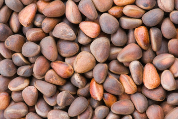 Obraz premium cedar nuts