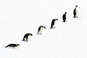 Evolution of the Emperor Penguin