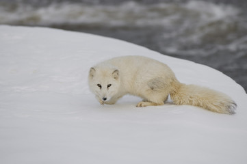 Fox-Arctic