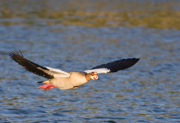 Egyptian goose in flight over water