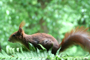Eichhörnchen im Grünen