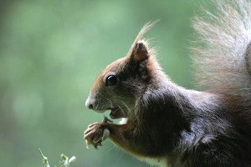 Eichhörnchen 3