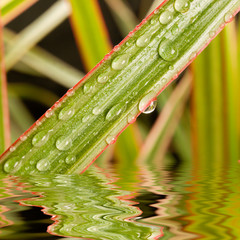 Leaves with water drops