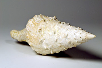 weißes chneckenhaus