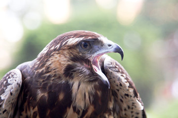 Close-up of a Falcon