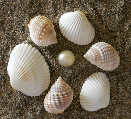 shells and stones