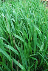 Green meadow grass