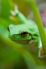 Obraz premium Cute green frog