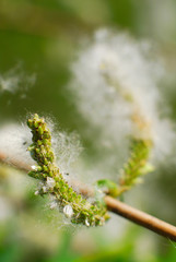 Plant - Close up 