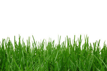Grass on white background