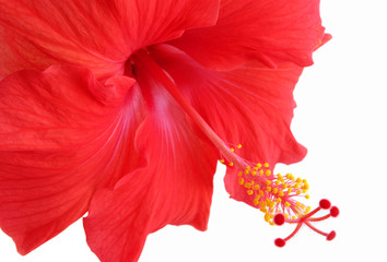 Beautiful red hibiscus © Jaren Wicklund