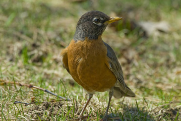 Robin