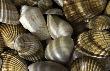 SeaShell Collection